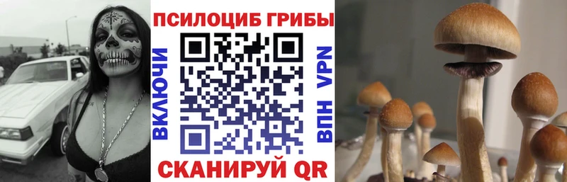 Псилоцибиновые грибы Cubensis  Новосибирск 